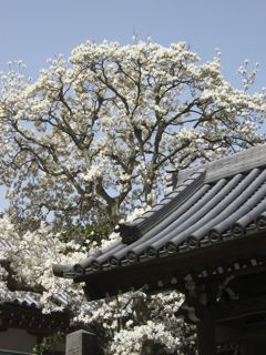 Img_3172 Img_3172