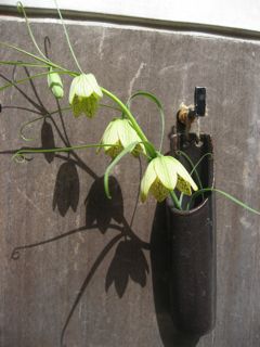 Img_3179 Img_3179