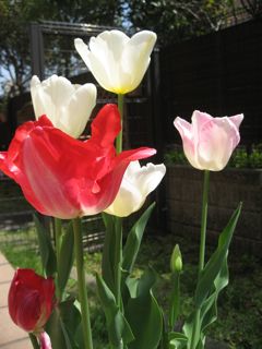 Img_3230 Img_3230