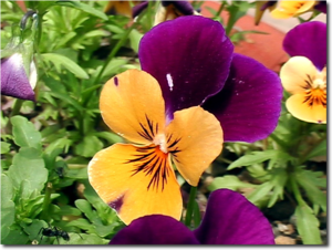 Imga0055