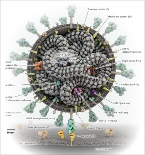 Nejmcibr2007042_f1 Nejmcibr2007042_f1