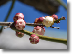 Plumblossomshadow Plumblossomshadow