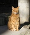 Yokohamacat Yokohamacat